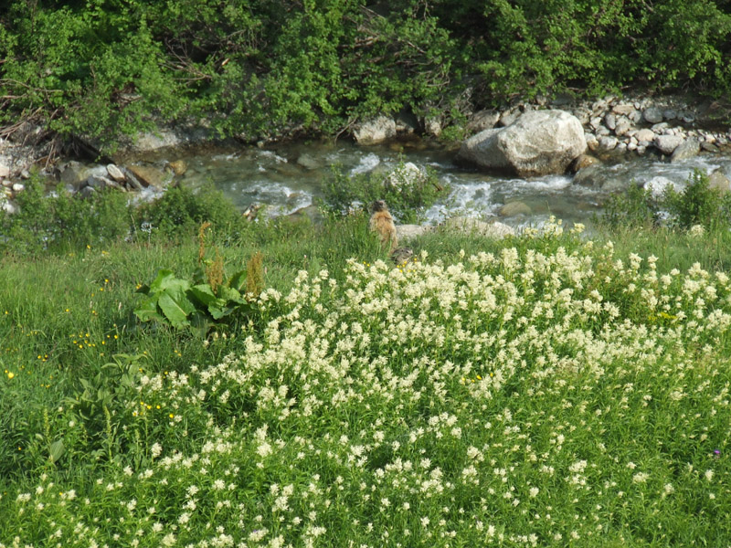 un metro quadrato di  paradiso - parco del gran paradiso